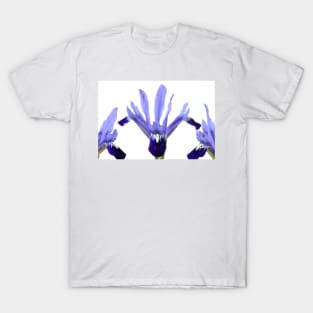 Iris  &#39;Fabiola&#39;  Reticulata T-Shirt